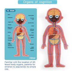 Mideer Vücut Mıknatısı